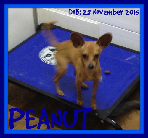 PEANUT