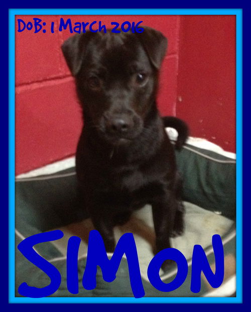SIMON