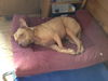 COOPER