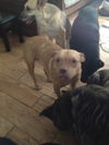 COOPER