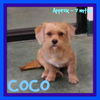 COCO