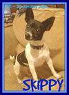 SKIPPY