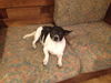 SKIPPY