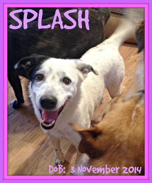 SPLASH