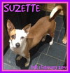 SUZETTE
