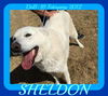 SHELDON