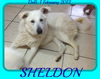 SHELDON