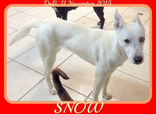 SNOW