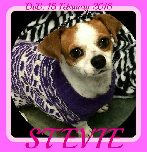 STEVIE