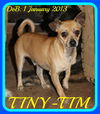 TINY-TIM