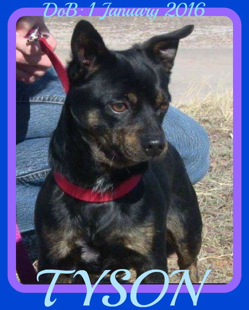TYSON