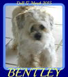 BENTLEY