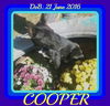 COOPER