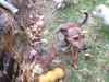 LORETTA
