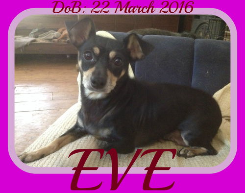 EVE
