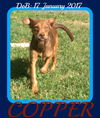 COPPER