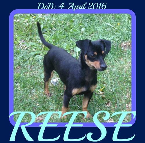 REESE