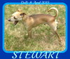 STEWART