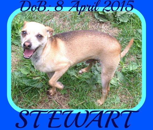 STEWART