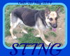 STING
