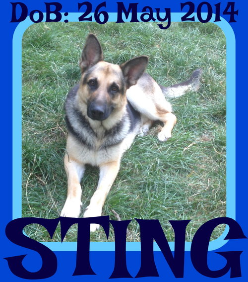 STING