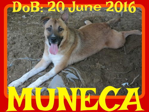 MUNECA