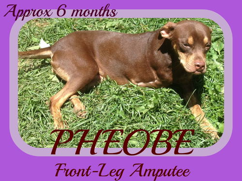 PHEOBE - Front leg amputee