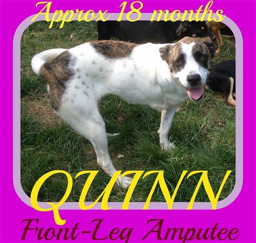 QUINN - Front Leg Amputee