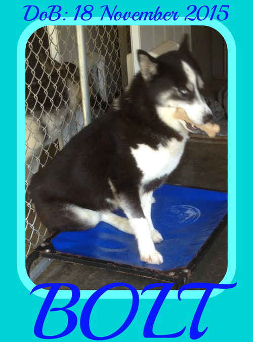 BOLT