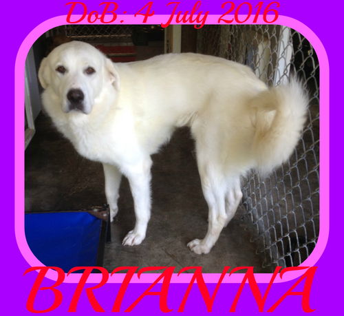 BRIANNA