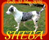 SHEBA