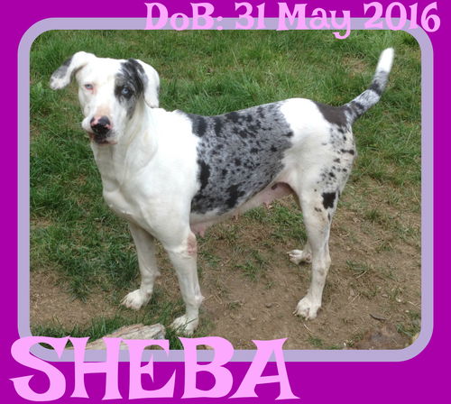 SHEBA