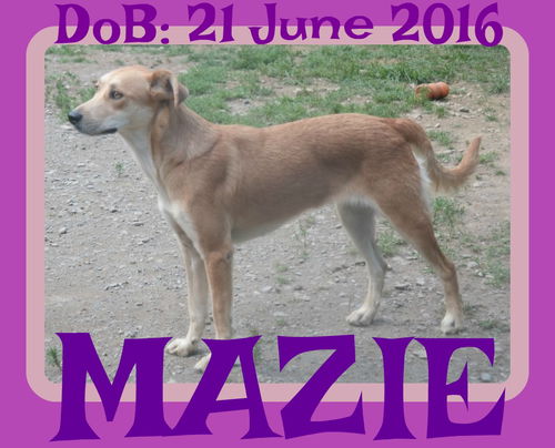 MAZIE