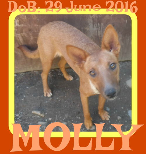 MOLLY