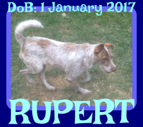 RUPERT