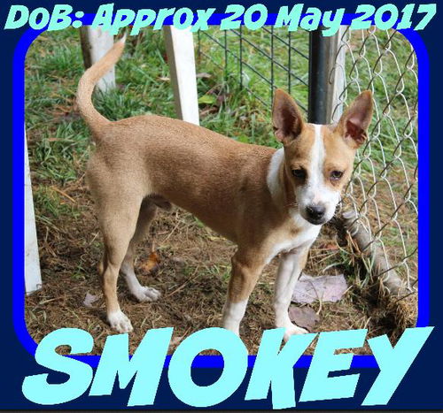 SMOKEY-