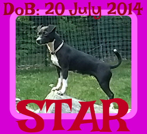 STAR