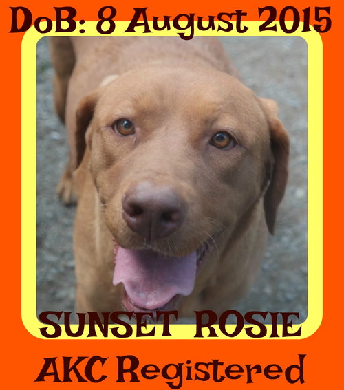 SUNSET-ROSIE