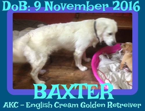 BAXTER-2