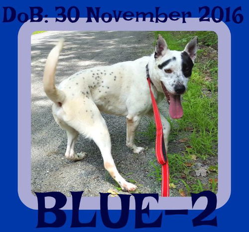BLUE-2 - $200