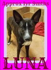 LUNA - One Eye - $200 Reduced Adoption Fee