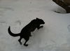 LUNA - One Eye - $200 Reduced Adoption Fee
