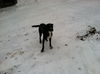 LUNA - One Eye - $200 Reduced Adoption Fee