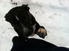 LUNA - One Eye - $200 Reduced Adoption Fee