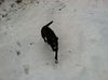 LUNA - One Eye - $200 Reduced Adoption Fee