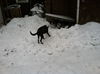 LUNA - One Eye - $200 Reduced Adoption Fee