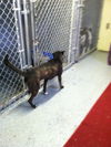 LUNA - One Eye - $200 Reduced Adoption Fee