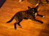 LUNA - One Eye - $200 Reduced Adoption Fee