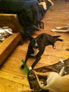 LUNA - One Eye - $200 Reduced Adoption Fee