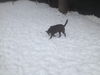 LUNA - One Eye - $200 Reduced Adoption Fee